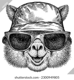 Vintage engraving isolated lama set glasses dressed fashion illustration ink costume sketch. Alpaca background America animal silhouette sunglasses hipster hat art. Vector hand drawn image.