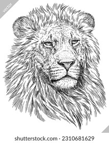 Esbozo de tinta con grabado de león aislado King set ilustración. África fondo de gato salvaje arte arte de silueta animal. Imagen vectorial dibujada a mano negra y blanca