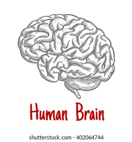 Vintage Engraving Sketch Of Human Brain With Anatomically Detailed Brainstem And Hindbrain. Medicine, Science Or Brainstorm Concept