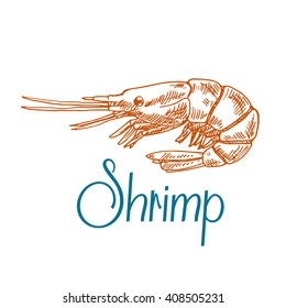 Vintage engraving sketch icon of marine rock shrimp or prawn with short antennae and caption Shrimp. Underwater wildlife, seafood menu, old fashioned recipe book design usage