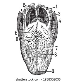 Vintage engraving style vector illustration of the human tongue and mouth interior