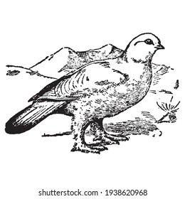 Vintage engraving style vector illustration of a lagopus