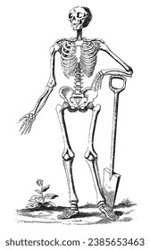 Vintage engraving style vector illustration of a human skeleton with a shovel