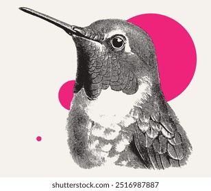 Ilustración vectorial de estilo de grabado de Antiguas de un colibrí volador