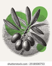 Vintage engraving style vector illustration of branch of olives with fruits and leaves