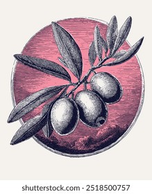 Vintage engraving style vector illustration of branch of olives with fruits and leaves