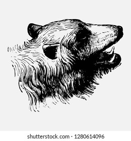 Vintage European style bear engraving vector