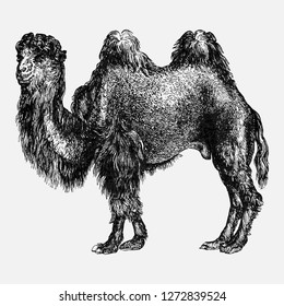 Vintage European style camel engraving vector