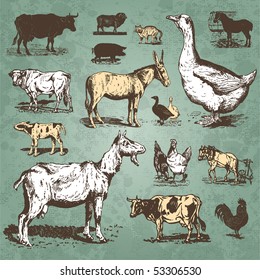 Vintage farm animals drawings set, vector illustration. Livestock and poultry icons. Retro engraving style elements for your design.