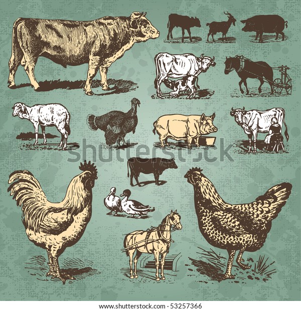 Vintage Farm Animals Drawings Set Vector Stock Vector (Royalty Free ...