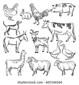 Vintage farm animals. Farming illustration in hand drawn style. Animal farming sketch drawing chicken and goose, hog and rooster vector