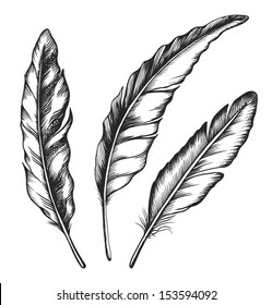 Vintage feather set isolated on white background. Hand drawn vector illustration.