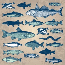 Vintage Fish Drawings Set, Vector Illustration. Underwater World Sea Life Ocean Fish Icons. Retro Engraving Style Elements For Your Design.