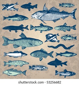 Vintage fish drawings set, vector illustration. Underwater world sea life ocean fish icons. Retro engraving style elements for your design.