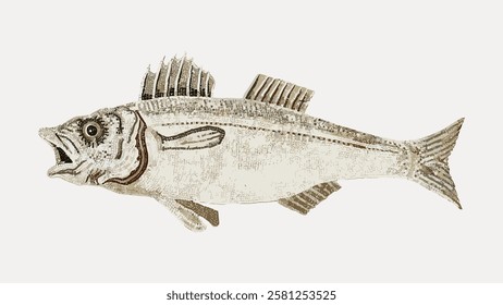 Vintage fish illustration of a bass. Detailed bass drawing with scales and fins. Classic bass artwork showcasing aquatic life. Bass illustration on a white background. Vintage fish illustration vector