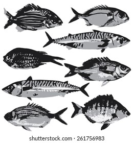 Vintage Fish Set,  Vector Illustration.