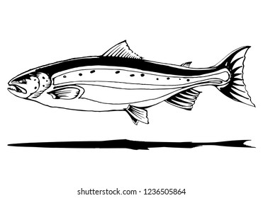 vintage fish,drawing animal,vector