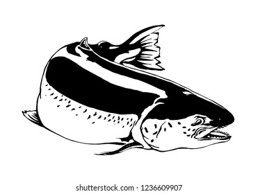 vintage fish,drawing animal,vector