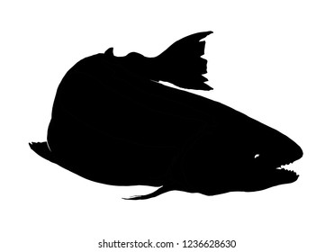 vintage fish,drawing animal,vector
