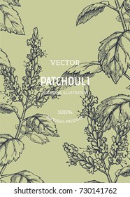 Fundo floral vintage com plantas. Ilustração botânica vetorial com ramos patchouli. Textura à base de plantas. Componente para aromaterapia