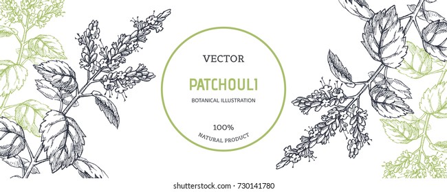 Vintage floral background with plants. Vector botanical illustration with patchouli branches. Herbal texture. Component for aromatic oil