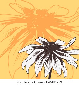 Vintage floral card with chamomile, vector illustration