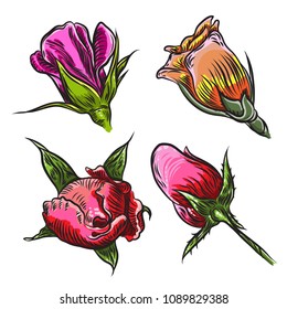 Vintage floral detailed hand drawn rose with leaves set. Victorian concept tattoo flower design element collection. Bouquet art. Isolated on white background. Vector.