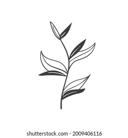 vintage floral elements doodle vector. Elements flowers, branches, swashes and flourishes