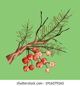 Vintage floral greeting card, spring or summer decoration with pine and dry branch, red berries, mountain ash. Colorful vector illustration.Isolate