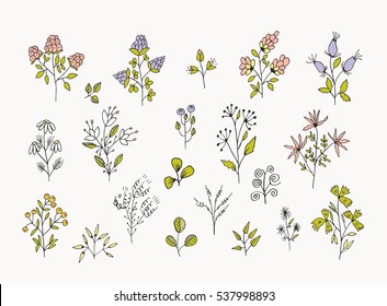 Vintage floral and herbal set. Graphic collection with fantasy field herbs. Hand drawn elements. Botanical elements on a white background.