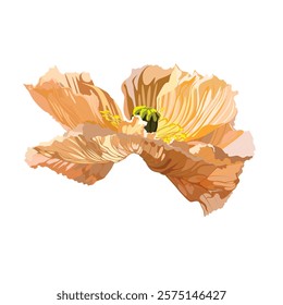 Vintage floral illustration. Flowers Poppies head in orange creamy color.