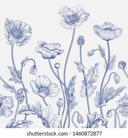 Vintage floral illustration. Vector Border. Wild Poppies. Blue and white. 