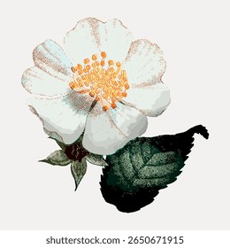 Vintage floral illustration of a white flower with yellow center and green leaves. Detailed flower with textured petals. Elegant botanical art with a classic feel. Vintage flower illustration vector.