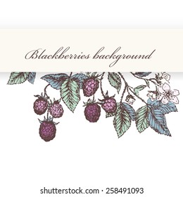 Vintage flower and berry background. Beautiful invitation card with blackberries