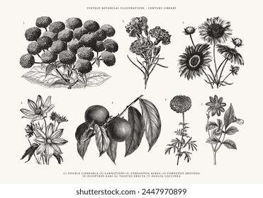 Ilustraciones de arte de la línea de la flor y de la planta de Antiguas - claveles, dalia, coreaoposis aurea, coreopsis aristosa, tagetes erecta, cineraria doble, diospyros kaki