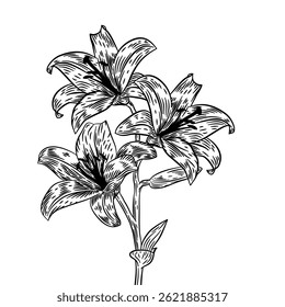 Vintage flower vector Illustration. Vintage floral. Monochrome vintage flower. Flower outline vintage illustration. Hand drawn flower in retro style.