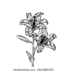 Vintage flower vector Illustration. Vintage floral. Monochrome vintage flower. Flower outline vintage illustration. Hand drawn flower in retro style.