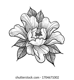 Vintage flower vector, monochrome print