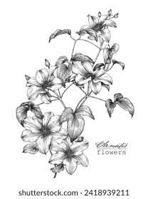 Vintage flowering branch Flowers clematis Hand drawn engraving sketch. Floral vector botanical illustration black and white. Graphics element for design. Elegant blooming twigs
