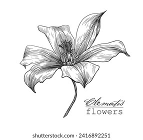 Vintage Flowers clematis. Hand drawn engraving sketch. Vector botanical illustration black and white graphics element for design logo brending