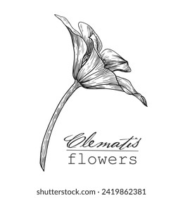 Vintage Flowers clematis. Hand drawn engraving sketch. Vector botanical illustration black and white graphics element for design logo branding