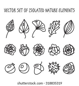 Vintage flowers, fruits and leaves icons collection. Vector