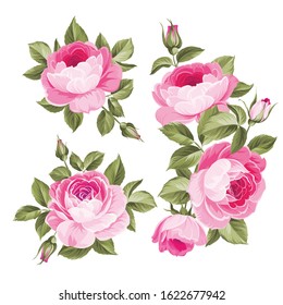 Vintage flowers set over white background. Wedding rose flowers bundle. Flower collection of watercolor detailed hand drawn roses. Decorative vintage rose and bud. Vector illustration.