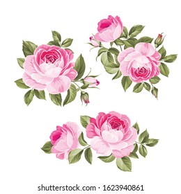 Vintage flowers set over white background. Wedding rose flowers bundle. Flower collection of watercolor detailed hand drawn roses. Decorative vintage rose and bud. Vector illustration.