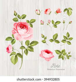 Vintage flowers set over wooden desk. Wedding flowers bundle. Flower collection of watercolor detailed hand drawn roses. Vector illustration. 