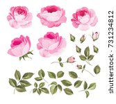 Vintage flowers set overwhite background. Wedding flowers bundle. Flower collection of watercolor detailed hand drawn roses. Vector illustration.