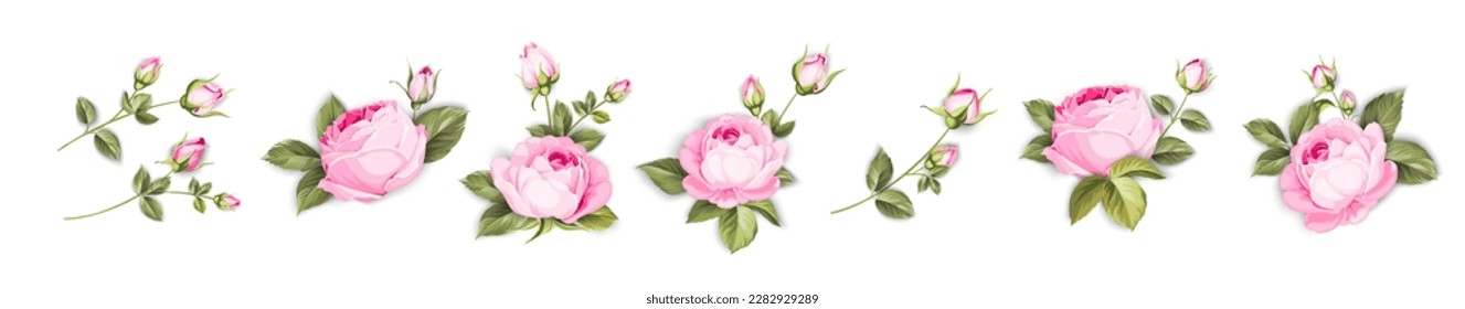 Vintage flowers set overwhite background. Wedding flowers bundle. Flower collection of watercolor detailed hand drawn roses. Vector illustration.
