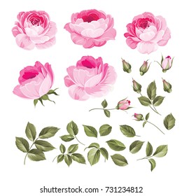 Vintage flowers set overwhite background. Wedding flowers bundle. Flower collection of watercolor detailed hand drawn roses. Vector illustration.