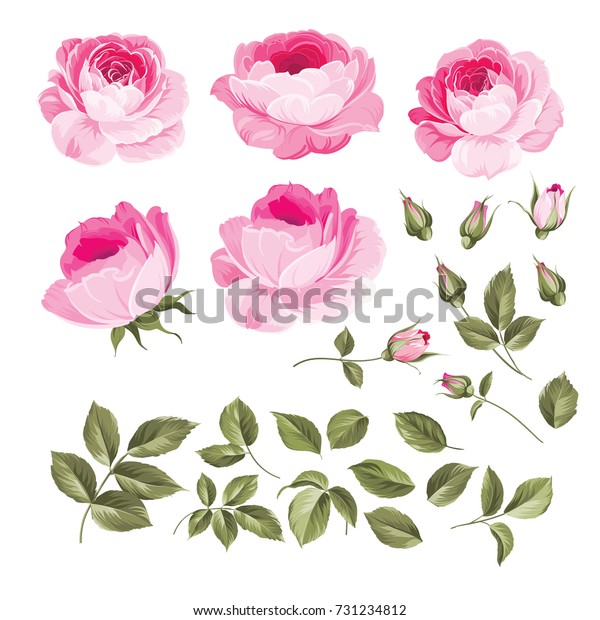 白い背景にビンテージ花 結婚式の花の束 水彩詳細手描きのバラの花コレクション ベクターイラスト のベクター画像素材 ロイヤリティフリー