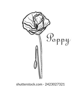 Vintage flowers vector illustration. Hand-drawn flower on a white background. Line drawing. Flower drawing for card, invitation, wedding card. Peony, poppy wildflower.